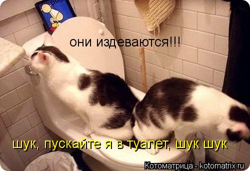 Котоматрица: они издеваются!!! шук, пускайте я в туалет, шук шук