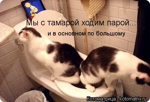 Котоматрица: Мы с тамарой ходим парой... и в основном по большому