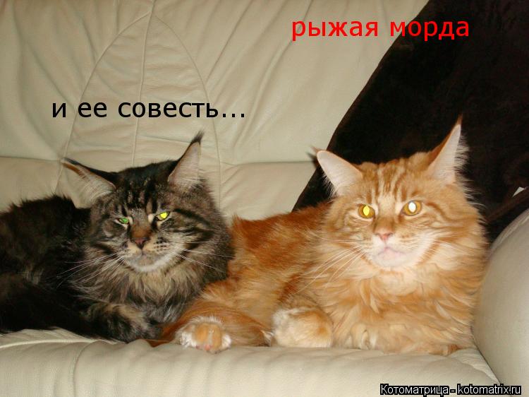 Котоматрица: рыжая морда и ее совесть...