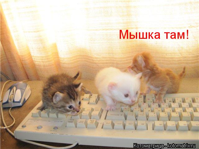 Котоматрица: Мышка там!