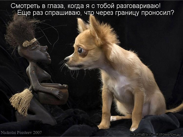 Котоматрица: Смотреть в глаза, когда я с тобой разговариваю! Еще раз спрашиваю, что через границу проносил?