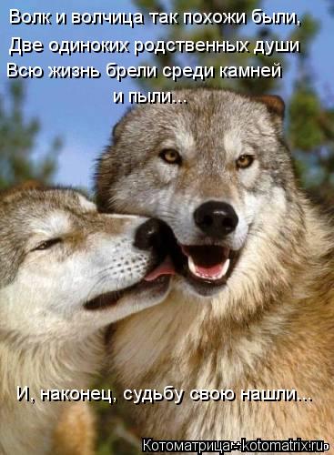 картинки с надписями с волками онлайн картинки с надписями с волками