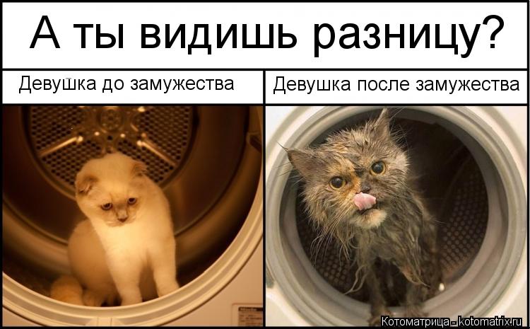 Котоматрица: Девушка до замужества Девушка после замужества А ты видишь разницу?