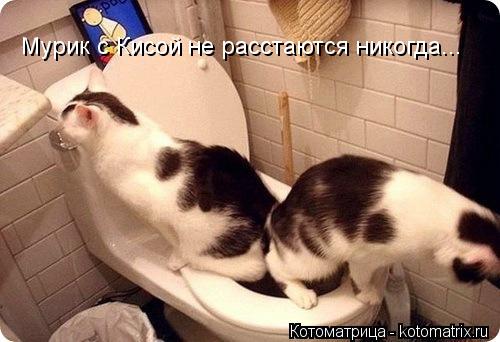 Котоматрица: Мурик с Кисой не расстаются никогда...