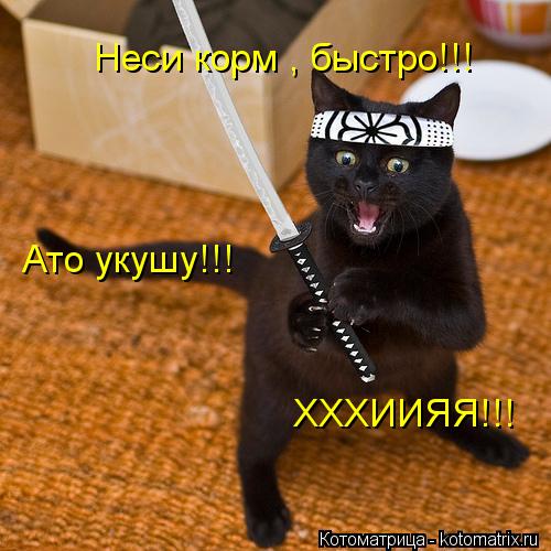 Котоматрица: Неси корм , быстро!!! Ато укушу!!! ХХХИИЯЯ!!!