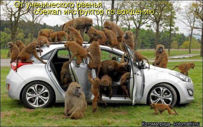 От ученического рвенья сбежал инструктор по вождению...... Котоматрица: От ученического рвенья сбежал инструктор по вождению...