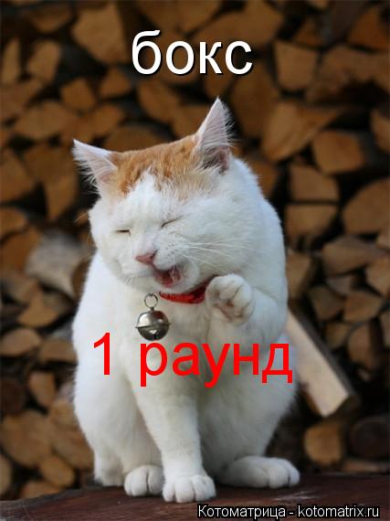 Котоматрица: бокс 1 раунд