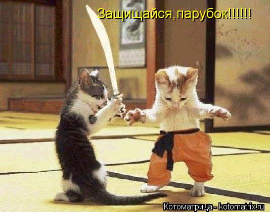 Защищайся,парубок!!!!!!... Котоматрица: Защищайся,парубок!!!!!!
