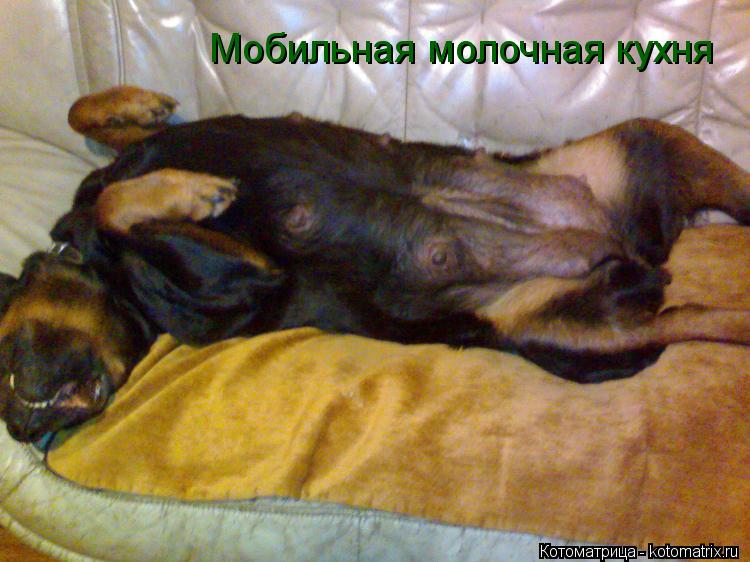 Котоматрица: Мобильная молочная кухня