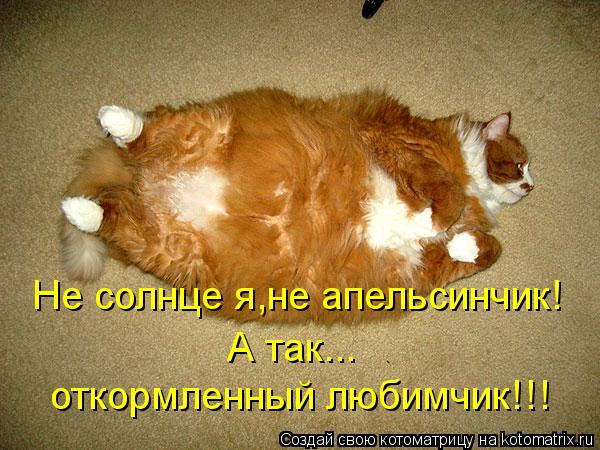 Не солнце я,не апельсинчик! А так... откормленный любимчик!!!... Котоматрица: Не солнце я,не апельсинчик! А так... откормленный любимчик!!!