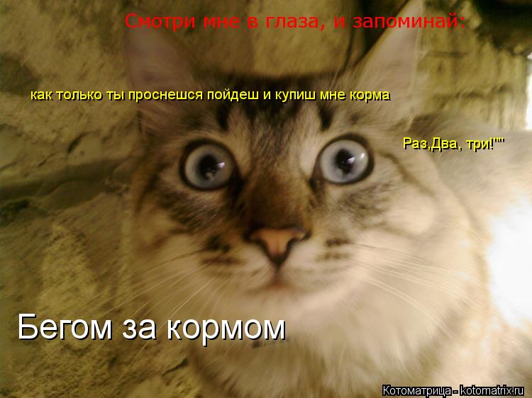 Котоматрица: Смотри мне в глаза, и запоминай: как только ты проснешся пойдеш и купиш мне корма Раз,Два, три!"" Бегом за кормом