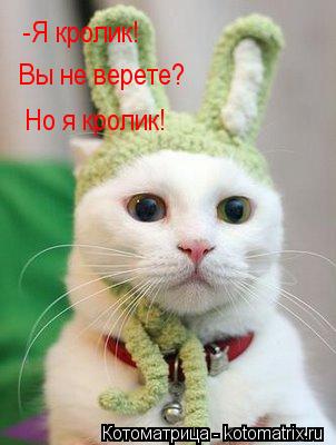 -Я кролик! Вы не верете? Но я кролик!... Котоматрица: -Я кролик! Вы не верете? Но я кролик!