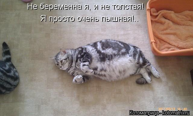 Котоматрица: Не беременна я, и не толстая! Я просто очень пышная!..