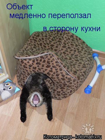 Объект медленно переползал в сторону кухни... Котоматрица: Объект медленно переползал в сторону кухни