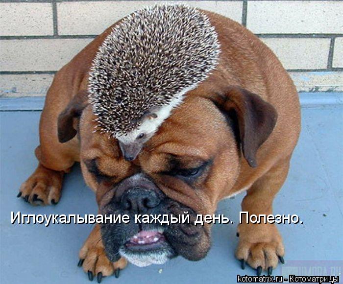 Котоматрица: Иглоукалывание каждый день. Полезно.