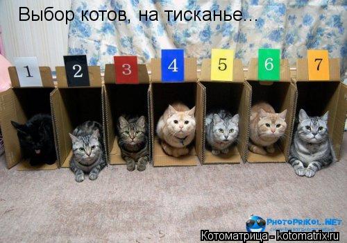 Выбор котов, на тисканье...... Котоматрица: Выбор котов, на тисканье...