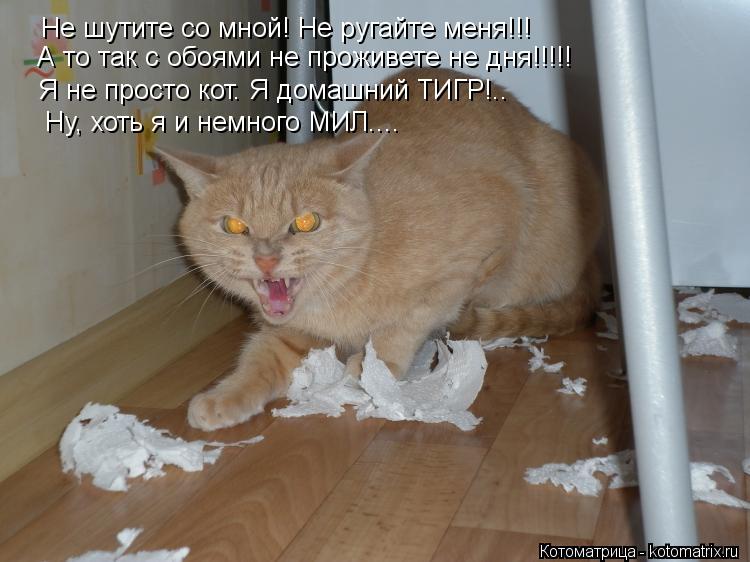 Не шутите со мной! Не ругайте меня!!! А то так с обоями не проживете не дня!!!!! Я не просто кот. Я д... Котоматрица: Не шутите со мной! Не ругайте меня!!! А то так с обоями не проживете не дня!!!!! Я не просто кот. Я домашний ТИГР!.. Ну, хоть я и немного МИЛ....