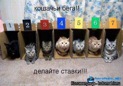 Котоматрица: кошачьи бега!! делайте ставки!!!