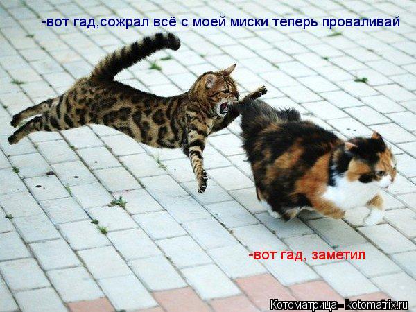 Котоматрица: -вот гад,сожрал всё с моей миски теперь проваливай -вот гад, заметил
