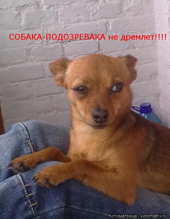 Котоматрица: СОБАКА-ПОДОЗРЕВАКА не дремлет!!!!