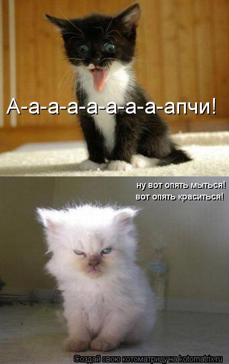 А-а-а-а-а-а-а-а-апчи! ну вот опять мыться! вот опять краситься!... Котоматрица: А-а-а-а-а-а-а-а-апчи! ну вот опять мыться! вот опять краситься!