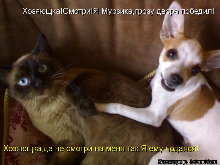 Хозяющка!Смотри!Я Мурзика,грозу двора победил! Хозяющка,да не смотри на меня так.Я ему подался!... Котоматрица: Хозяющка!Смотри!Я Мурзика,грозу двора победил! Хозяющка,да не смотри на меня так.Я ему подался!