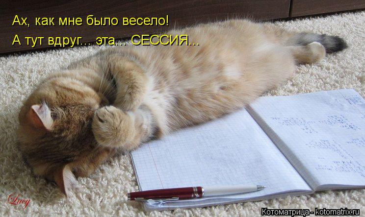 Котоматрица: Ах, как мне было весело! А тут вдруг... эта... СЕССИЯ...