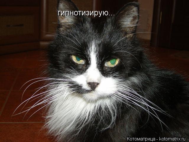гипнотизирую...... Котоматрица: гипнотизирую...