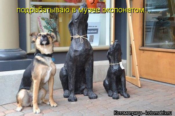 подрабатываю в музее экспонатом...... Котоматрица: подрабатываю в музее экспонатом...