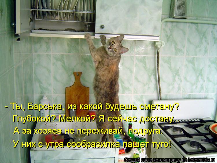 Котоматрица: - Ты, Барська, из какой будешь сметану? Глубокой? Мелкой? Я сейчас достану... А за хозяев не переживай, подруга: У них с утра сообразилка пашет т