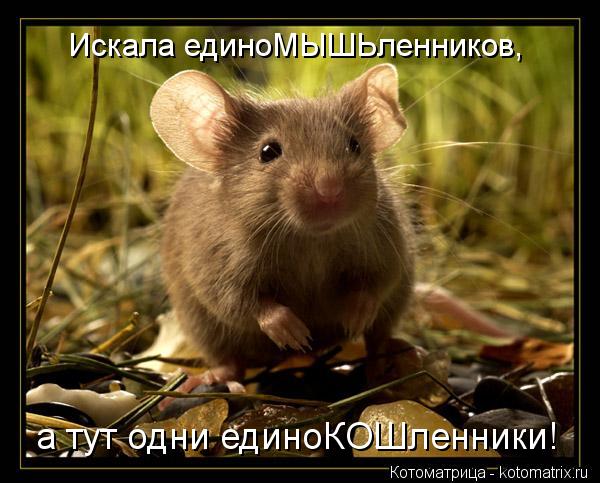 Котоматрица: Искала единоМЫШЬленников, а тут одни единоКОШленники!