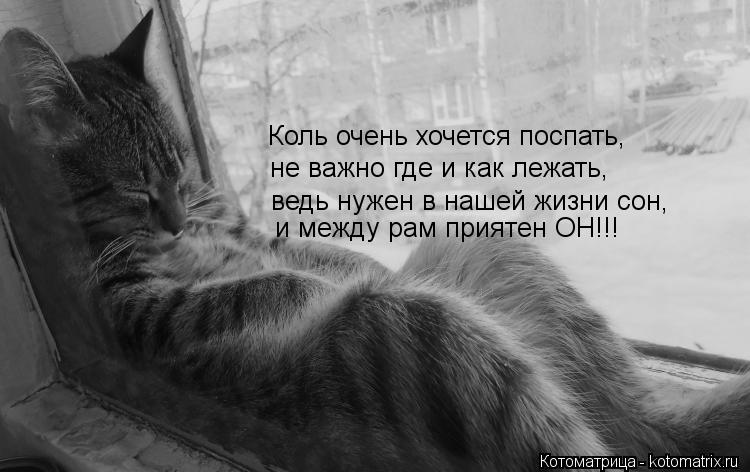 Котоматрица: и между рам приятен ОН!!! ведь нужен в нашей жизни сон, не важно где и как лежать, Коль очень хочется поспать,