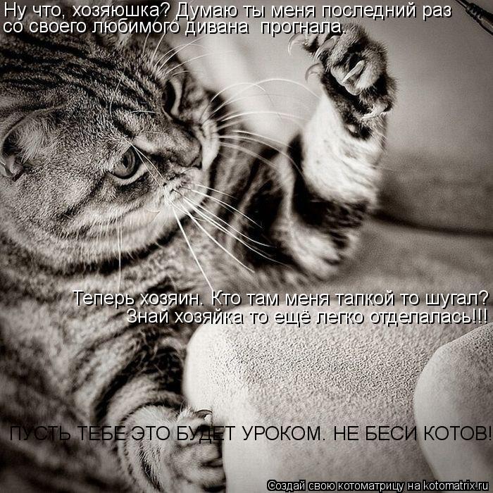 Котоматрица: Ну что, хозяюшка? Думаю ты меня последний раз со своего любимого дивана  прогнала. Теперь хозяин. Кто там меня тапкой то шугал? Знай хозяйка т