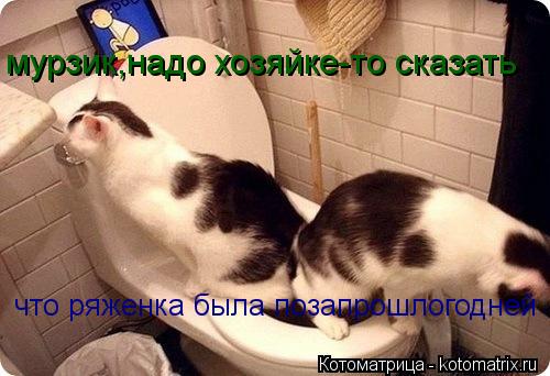 Котоматрица: мурзик,надо хозяйке-то сказать что ряженка была позапрошлогодней