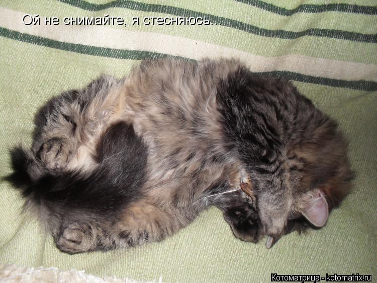 Котоматрица: Ой не снимайте, я стесняюсь...