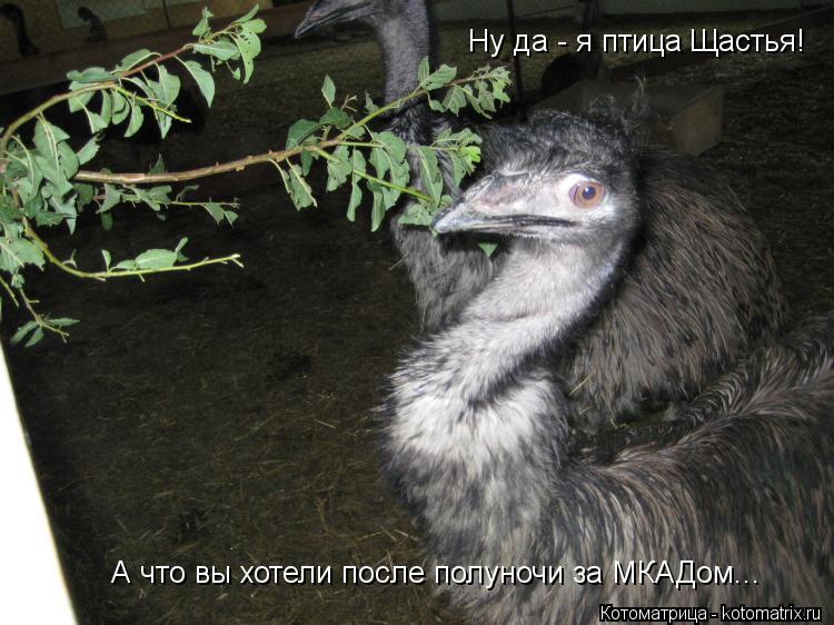 Котоматрица: Ну да - я птица Щастья! А что вы хотели после полуночи за МКАДом...