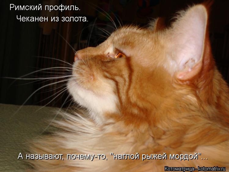 Котоматрица: Римский профиль. Чеканен из золота. А называют, почему-то, "наглой рыжей мордой"...