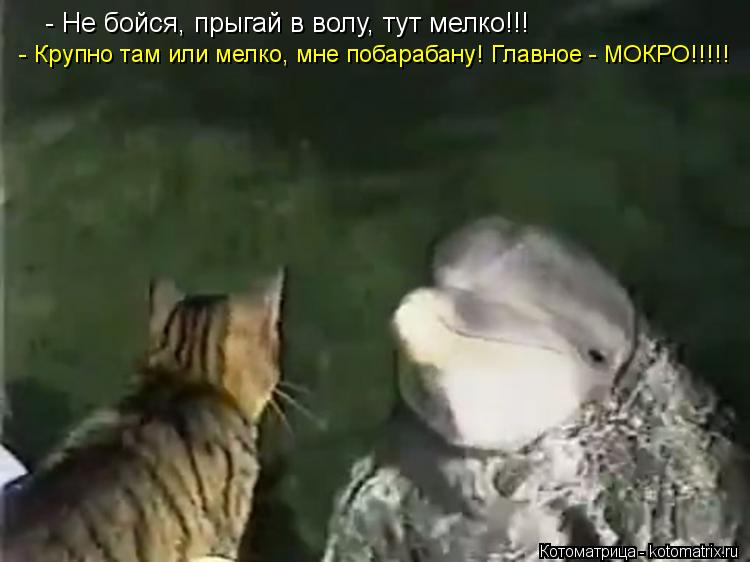 - Не бойся, прыгай в волу, тут мелко!!! - Крупно там или мелко, мне побарабану! Главное - МОКРО!!!!!... Котоматрица: - Не бойся, прыгай в волу, тут мелко!!! - Крупно там или мелко, мне побарабану! Главное - МОКРО!!!!!