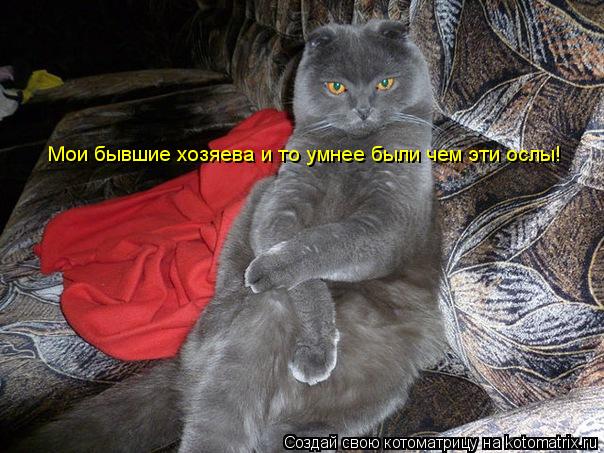 Котоматрица: Мои бывшие хозяева и то умнее были чем эти ослы!