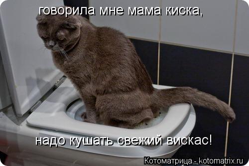 Котоматрица: говорила мне мама киска, надо кушать свежий вискас!