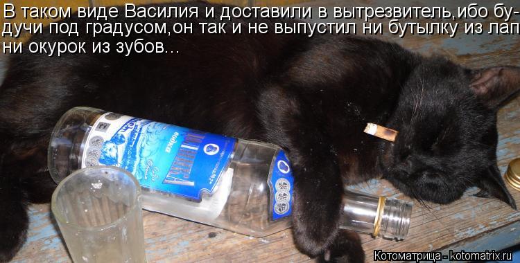 Котоматрица: В таком виде Василия и доставили в вытрезвитель,ибо бу- дучи под градусом,он так и не выпустил ни бутылку из лап, ни окурок из зубов...