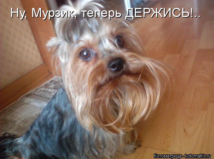Ну, Мурзик, теперь ДЕРЖИСЬ!..... Котоматрица: Ну, Мурзик, теперь ДЕРЖИСЬ!..