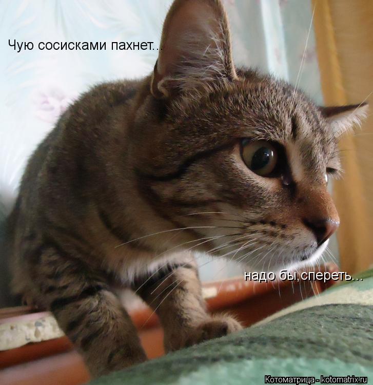 Котоматрица: Чую сосисками пахнет... надо бы,спереть...