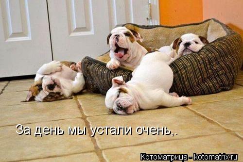 Котоматрица: За день мы устали очень,.