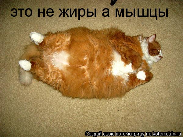 Котоматрица: это не жиры а мышцы