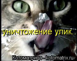 уничтожение улик...... Котоматрица: уничтожение улик...