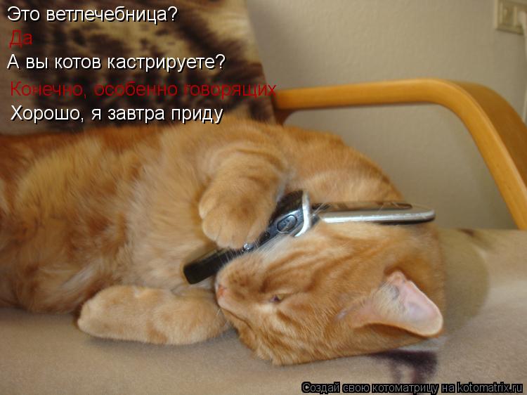 Котоматрица: Это ветлечебница? Да А вы котов кастрируете? Конечно, особенно говорящих Хорошо, я завтра приду