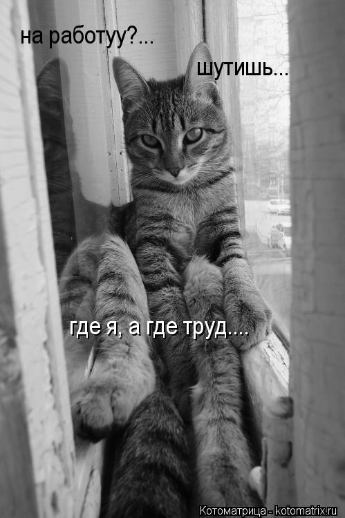 Котоматрица: на работуу?... шутишь...  где я, а где труд....