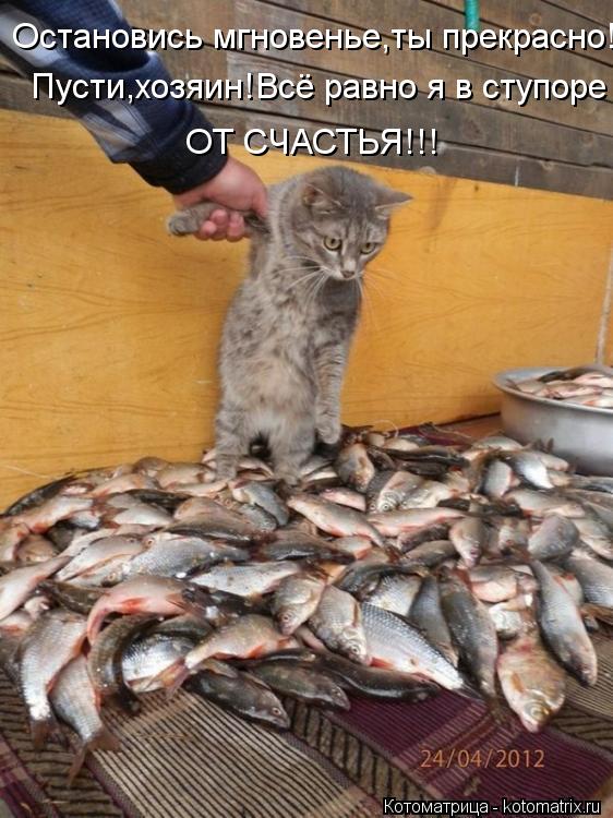 Котоматрица: Остановись мгновенье,ты прекрасно! Пусти,хозяин!Всё равно я в ступоре ОТ СЧАСТЬЯ!!!
