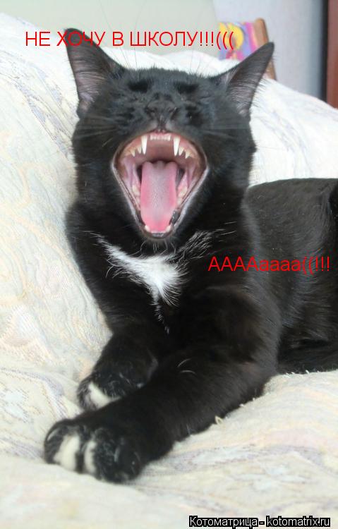 Котоматрица: НЕ ХОЧУ В ШКОЛУ!!!((( ААААаааа((!!!